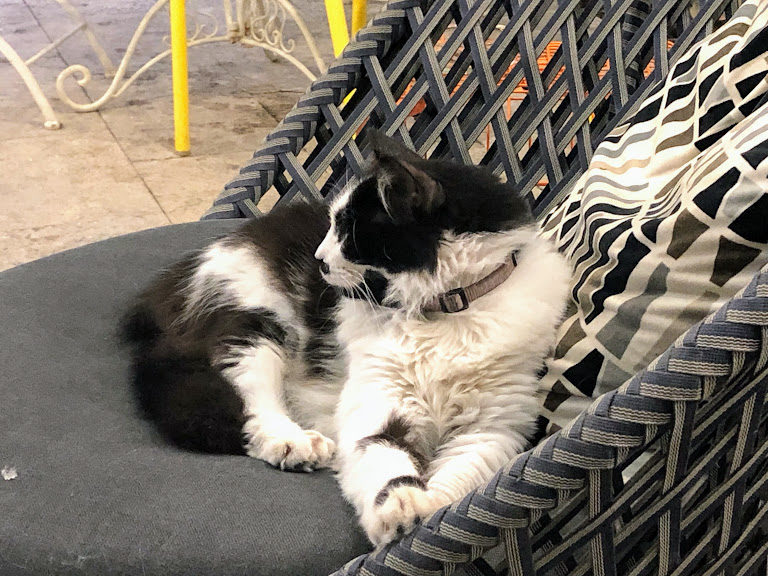 מלון בוטיק white house תל אביב