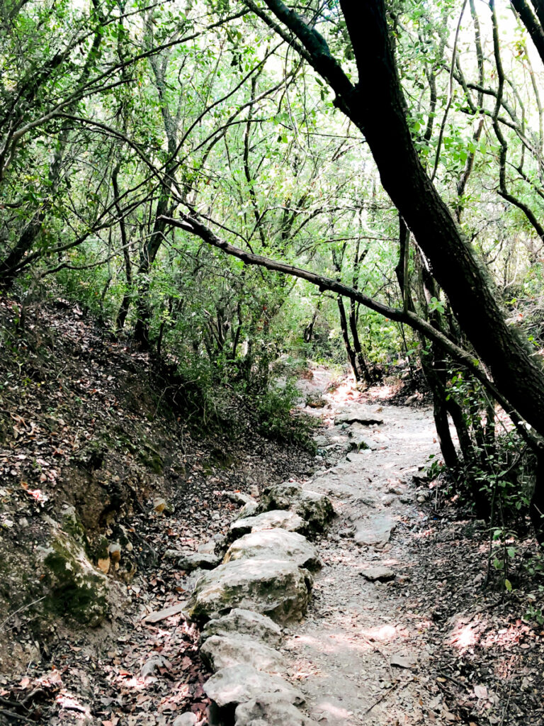 נחל קטיע - נשר