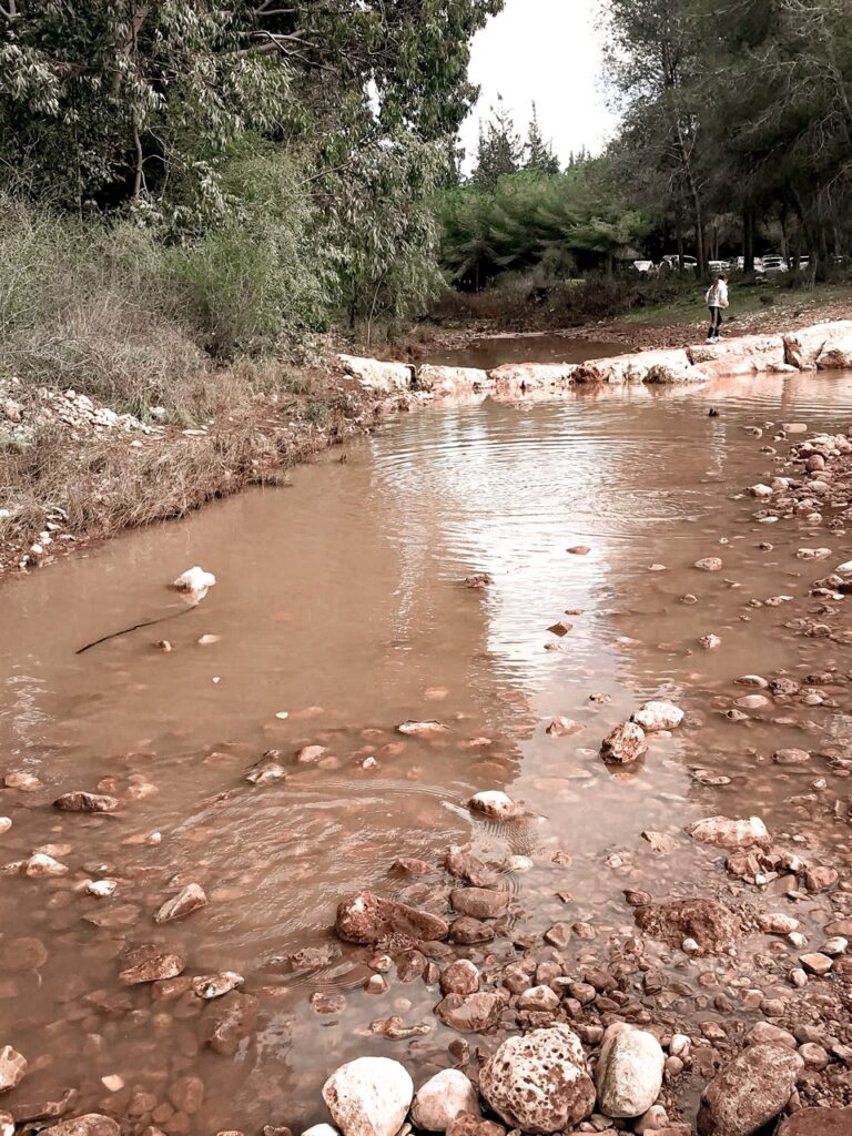 יער ראש העין