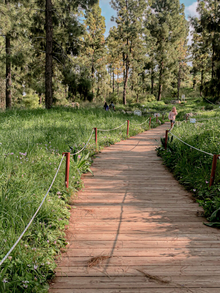 יער כוכב יאיר
