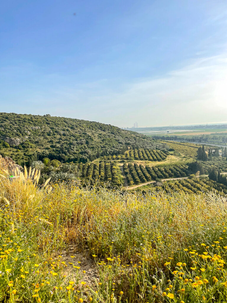 סובב זכרון יעקב