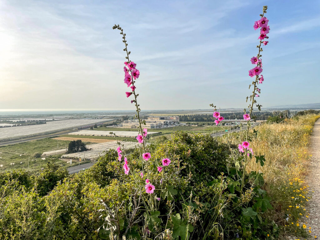 סובב זכרון יעקב