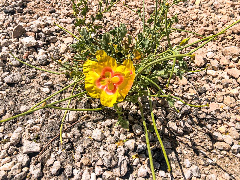 שאריות פריחה בפסגת החרמון