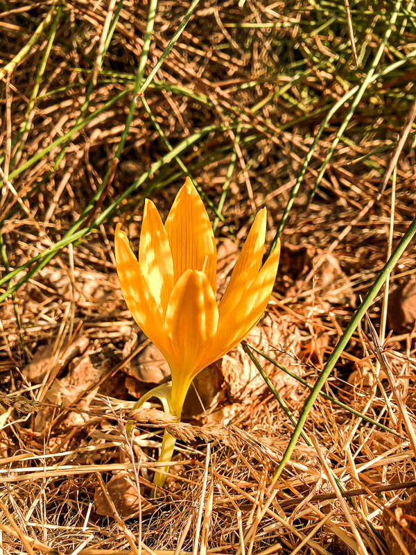 חלמוניות בשביל הפסגה הר מירון