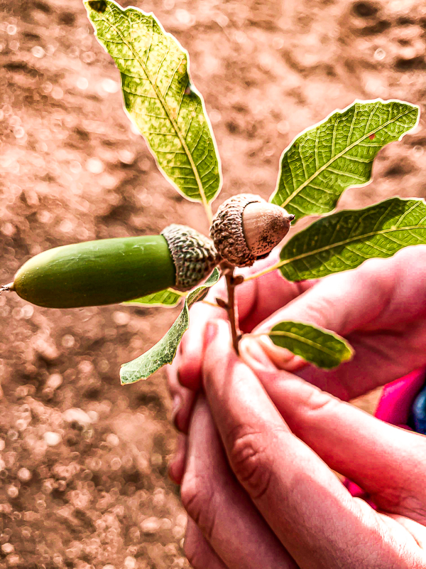 שביל הפסגה הר מירון